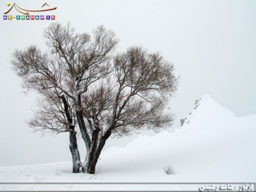 تسیخه فریدونشهر - تک درختی جزیره مانند در میان برف